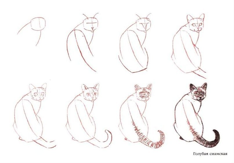 Коты рисунок карандашом поэтапно Коты рисунок карандашом поэтапно